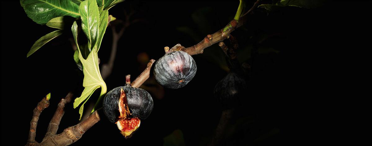 ĐƯỜNG NÉT CỦA HƯƠNG